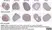 Anti Mouse F4/80 Antibody, clone Cl:A3-1 thumbnail image 143