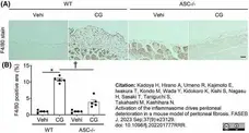 Anti Mouse F4/80 Antibody, clone Cl:A3-1 gallery image 145