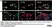 Anti Mouse F4/80 Antibody, clone Cl:A3-1 thumbnail image 146