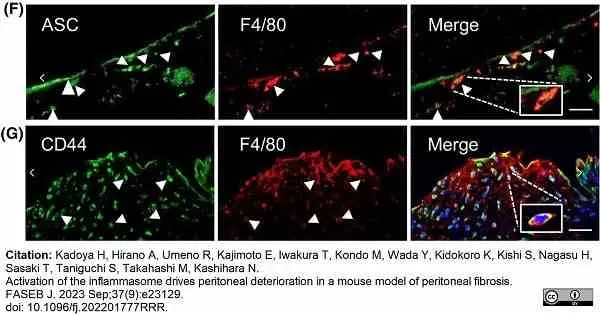 Anti Mouse F4/80 Antibody, clone Cl:A3-1 gallery image 146
