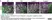 Anti Mouse F4/80 Antibody, clone Cl:A3-1 thumbnail image 147