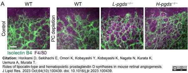 Anti Mouse F4/80 Antibody, clone Cl:A3-1 gallery image 147