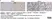 Anti Mouse F4/80 Antibody, clone Cl:A3-1 thumbnail image 148