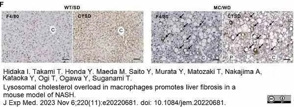 Anti Mouse F4/80 Antibody, clone Cl:A3-1 gallery image 148