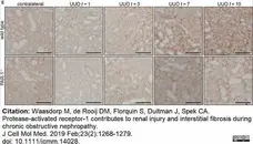 Anti Mouse F4/80 Antibody, clone Cl:A3-1 gallery image 151