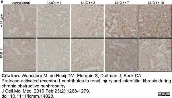 Anti Mouse F4/80 Antibody, clone Cl:A3-1 gallery image 151