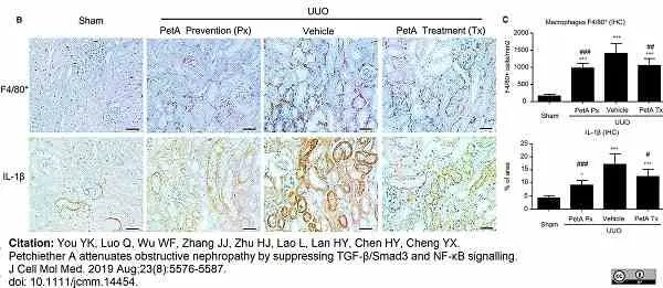 Anti Mouse F4/80 Antibody, clone Cl:A3-1 gallery image 152