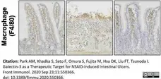 Anti Mouse F4/80 Antibody, clone Cl:A3-1 gallery image 155