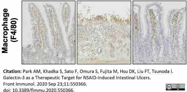 Anti Mouse F4/80 Antibody, clone Cl:A3-1 gallery image 155
