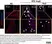 Anti Mouse F4/80 Antibody, clone Cl:A3-1 thumbnail image 157
