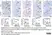 Anti Mouse F4/80 Antibody, clone Cl:A3-1 thumbnail image 158