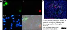 Anti Mouse F4/80 Antibody, clone Cl:A3-1 gallery image 163
