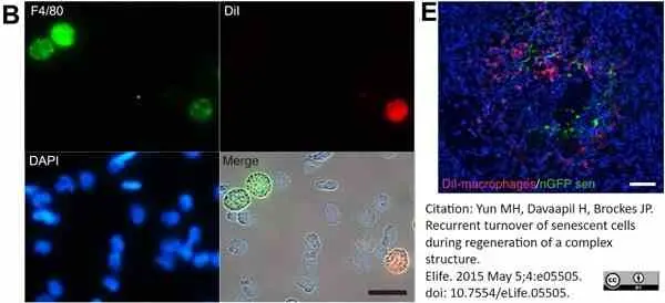 Anti Mouse F4/80 Antibody, clone Cl:A3-1 gallery image 163