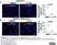 Anti Mouse F4/80 Antibody, clone Cl:A3-1 thumbnail image 166