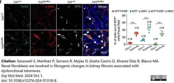 Anti Mouse F4/80 Antibody, clone Cl:A3-1 gallery image 169