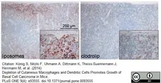 Anti Mouse F4/80 Antibody, clone Cl:A3-1 gallery image 17