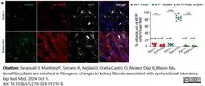 Anti Mouse F4/80 Antibody, clone Cl:A3-1 gallery image 170