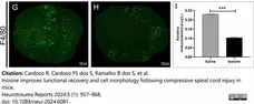 Anti Mouse F4/80 Antibody, clone Cl:A3-1 gallery image 171