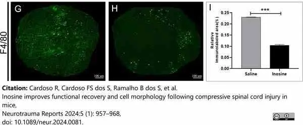 Anti Mouse F4/80 Antibody, clone Cl:A3-1 gallery image 171