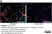 Anti Mouse F4/80 Antibody, clone Cl:A3-1 thumbnail image 172