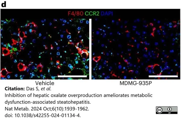 Anti Mouse F4/80 Antibody, clone Cl:A3-1 gallery image 172