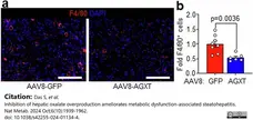 Anti Mouse F4/80 Antibody, clone Cl:A3-1 gallery image 174