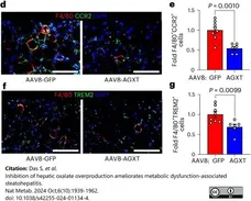 Anti Mouse F4/80 Antibody, clone Cl:A3-1 gallery image 175