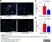 Anti Mouse F4/80 Antibody, clone Cl:A3-1 thumbnail image 175