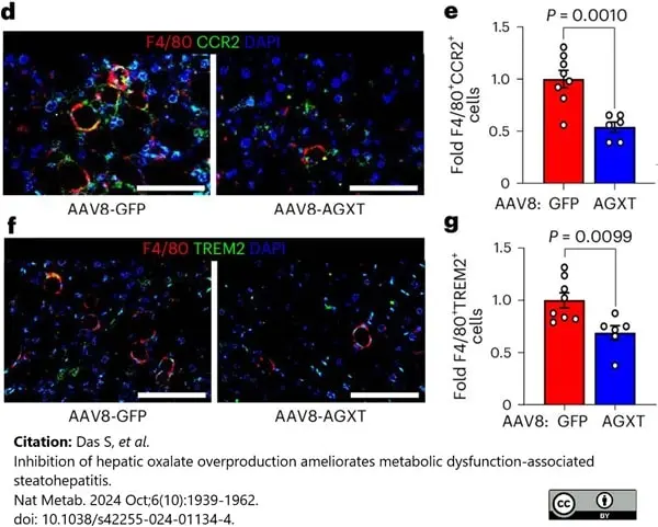 Anti Mouse F4/80 Antibody, clone Cl:A3-1 gallery image 175
