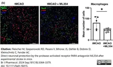 Anti Mouse F4/80 Antibody, clone Cl:A3-1 gallery image 178