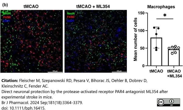 Anti Mouse F4/80 Antibody, clone Cl:A3-1 gallery image 178