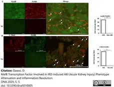 Anti Mouse F4/80 Antibody, clone Cl:A3-1 gallery image 179