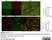 Anti Mouse F4/80 Antibody, clone Cl:A3-1 thumbnail image 179