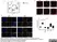 Anti Mouse F4/80 Antibody, clone Cl:A3-1 thumbnail image 18