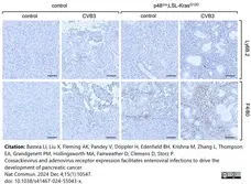 Anti Mouse F4/80 Antibody, clone Cl:A3-1 gallery image 181