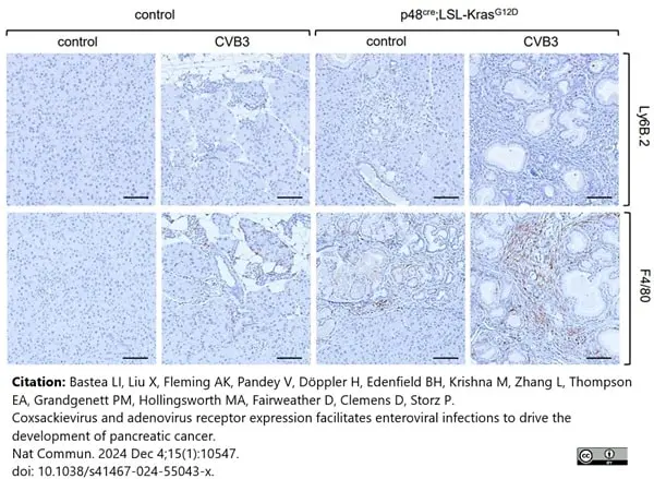 Anti Mouse F4/80 Antibody, clone Cl:A3-1 gallery image 181