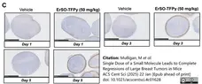 Anti Mouse F4/80 Antibody, clone Cl:A3-1 gallery image 182