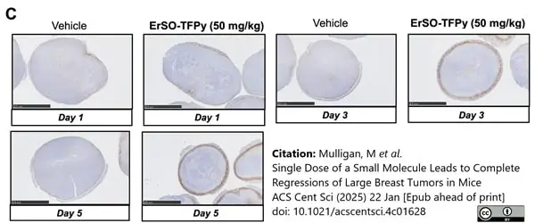 Anti Mouse F4/80 Antibody, clone Cl:A3-1 gallery image 182
