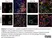 Anti Mouse F4/80 Antibody, clone Cl:A3-1 thumbnail image 183