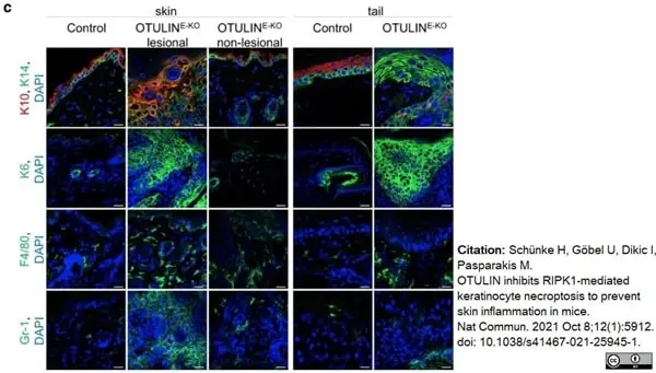Anti Mouse F4/80 Antibody, clone Cl:A3-1 gallery image 184