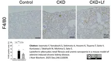 Anti Mouse F4/80 Antibody, clone Cl:A3-1 gallery image 186