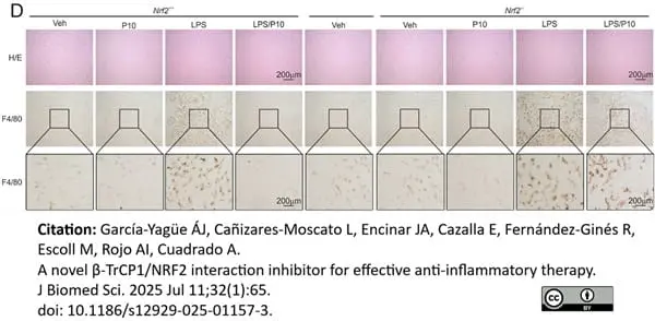 Anti Mouse F4/80 Antibody, clone Cl:A3-1 gallery image 187