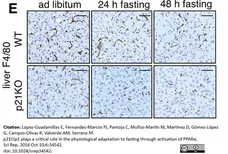 Anti Mouse F4/80 Antibody, clone Cl:A3-1 gallery image 188