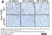 Anti Mouse F4/80 Antibody, clone Cl:A3-1 thumbnail image 188