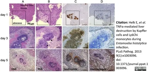 Anti Mouse F4/80 Antibody, clone Cl:A3-1 gallery image 19