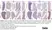 Anti Mouse F4/80 Antibody, clone Cl:A3-1 thumbnail image 190