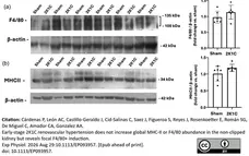 Rat Anti-Mouse F4/80 Antibody, Clone Cl:A3-1 gallery image 191