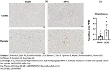 Rat Anti-Mouse F4/80 Antibody, Clone Cl:A3-1 gallery image 192