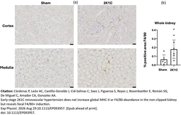 Rat Anti-Mouse F4/80 Antibody, Clone Cl:A3-1 gallery image 192