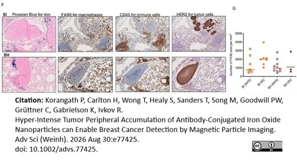 Rat Anti-Mouse F4/80 Antibody, Clone Cl:A3-1 gallery image 193
